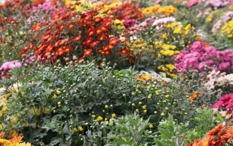 20万株！大鹏湾实验室菊花展来啦！