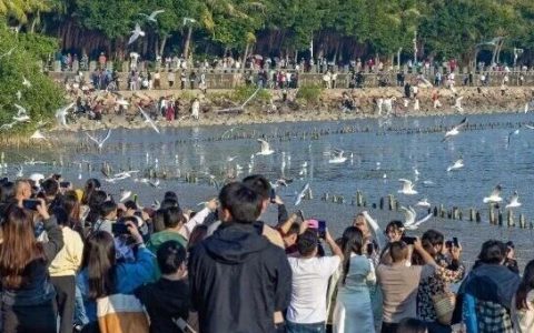 观鸟季除了深圳湾，这几个地方让你轻松“追鸟”