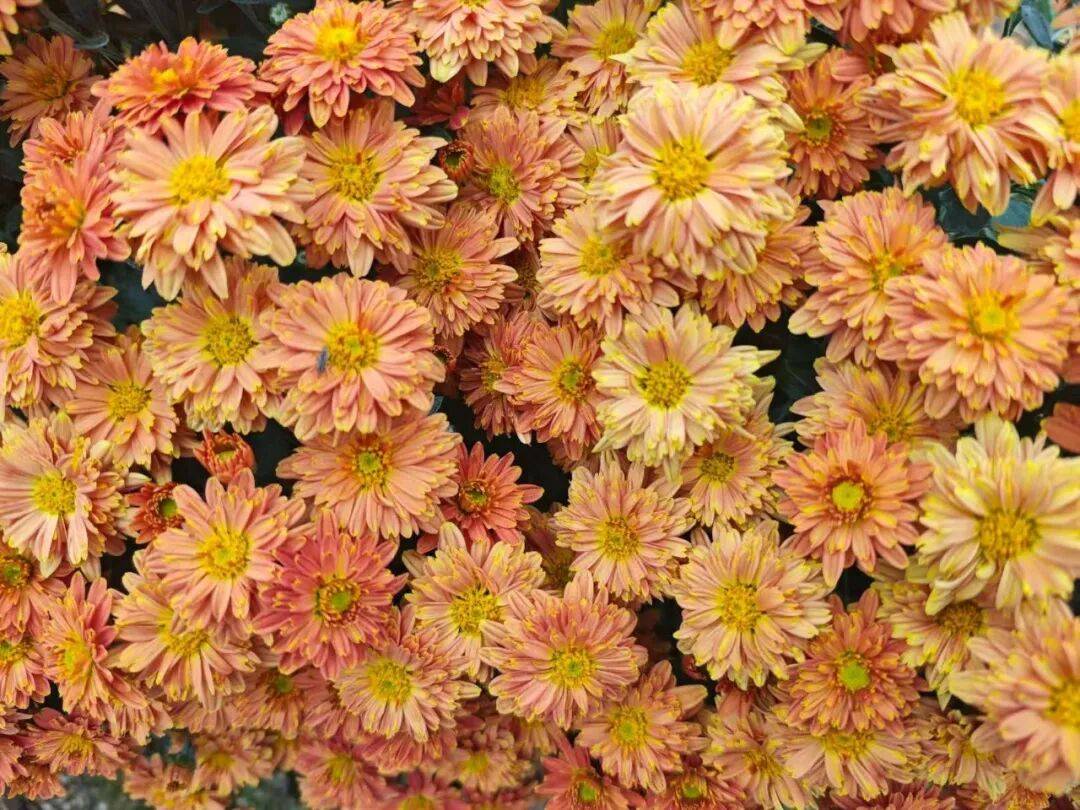 20万株！大鹏湾实验室菊花展来啦！