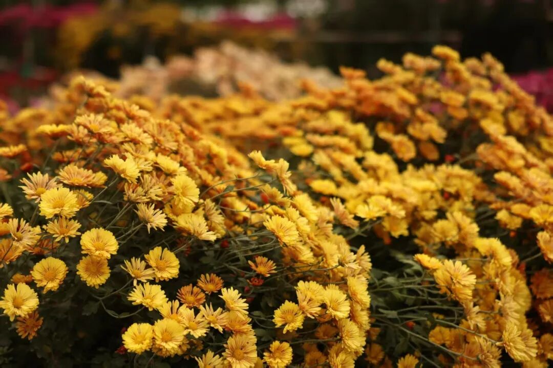 20万株！大鹏湾实验室菊花展来啦！