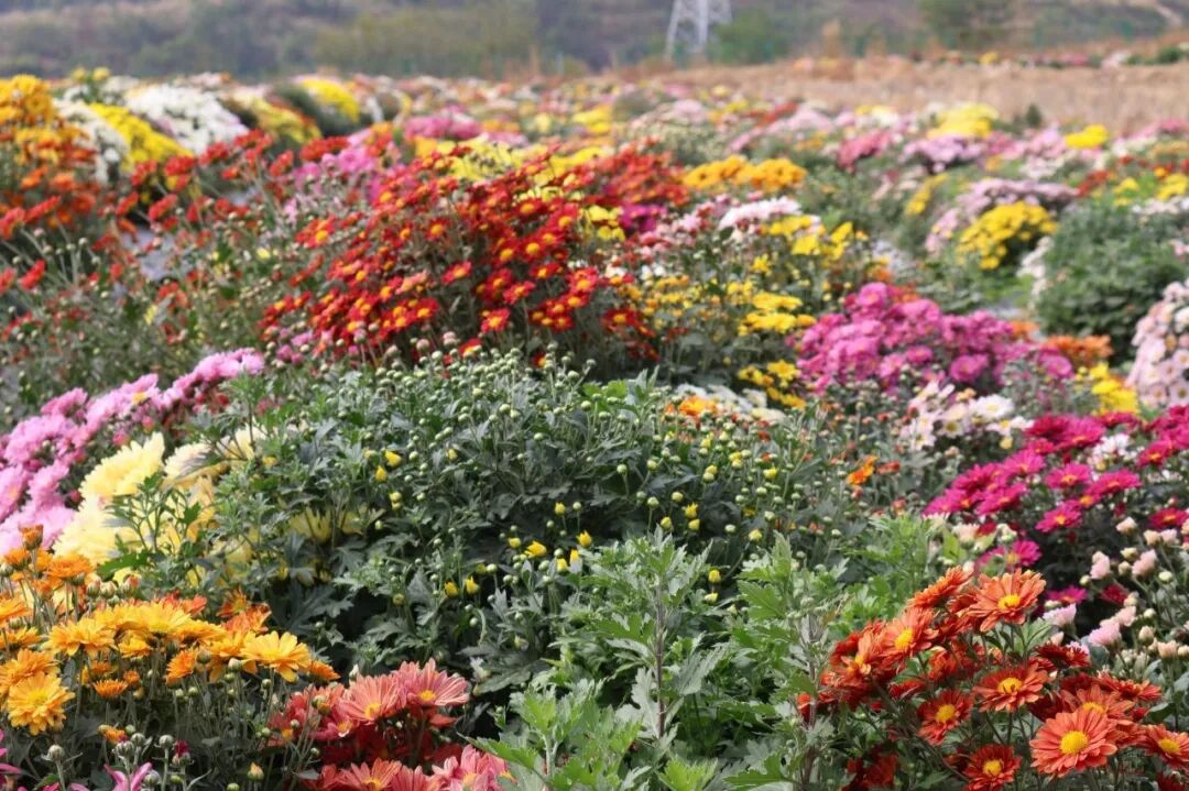 20万株！大鹏湾实验室菊花展来啦！