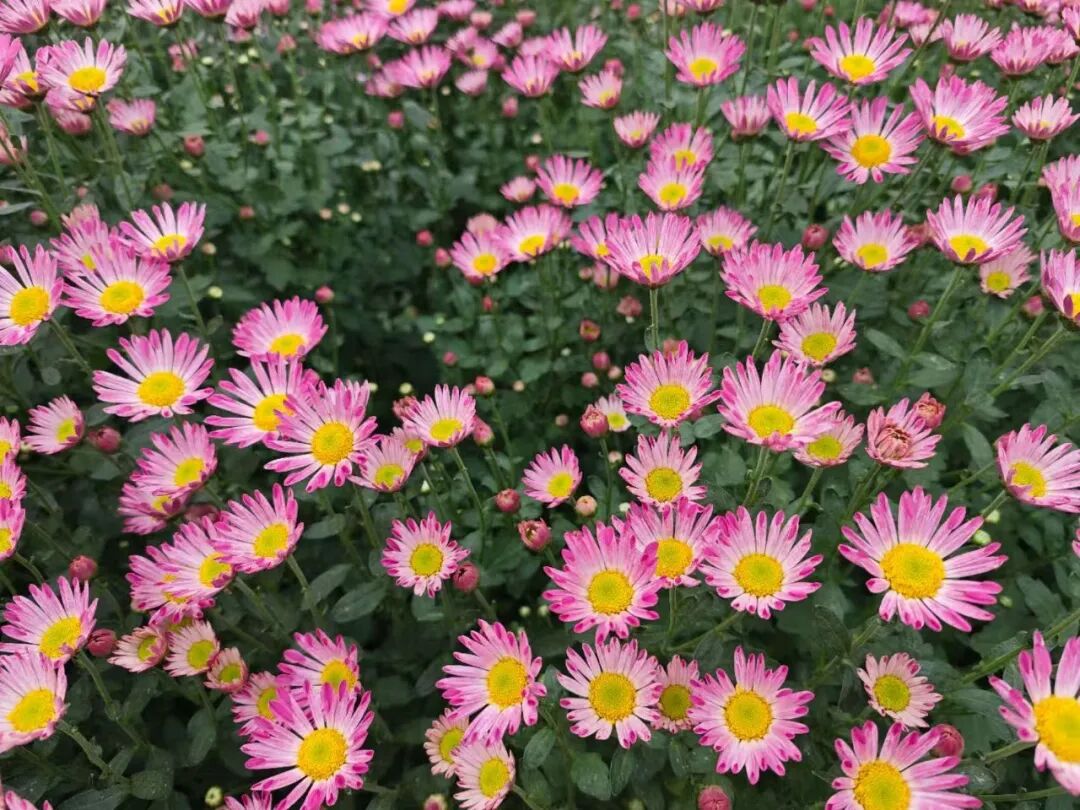 20万株！大鹏湾实验室菊花展来啦！