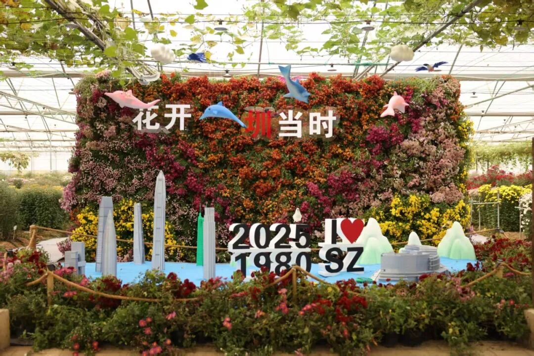 20万株！大鹏湾实验室菊花展来啦！