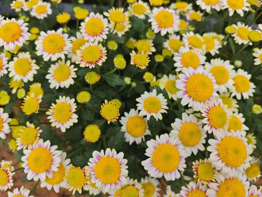 20万株！大鹏湾实验室菊花展来啦！