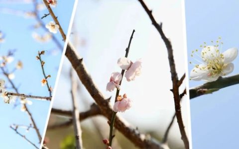 又一年花开！深圳坪山赏梅攻略→