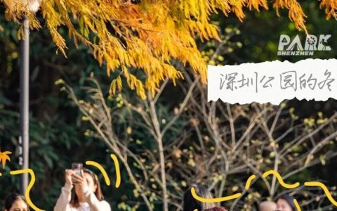 深圳冬日落羽杉地图上线！这7个公园美成油画