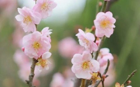 来深圳梅园共赴“梅”好时光，花期就在→