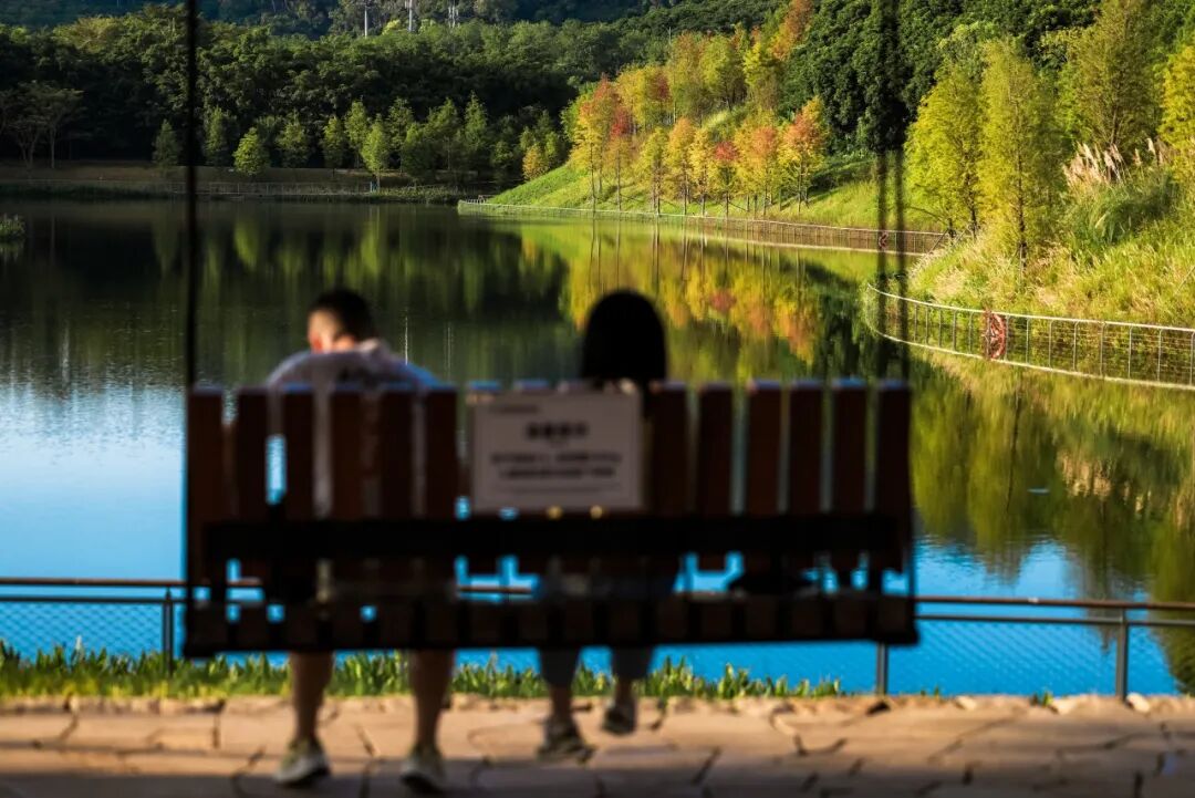 深圳冬日落羽杉地图上线！这7个公园美成油画