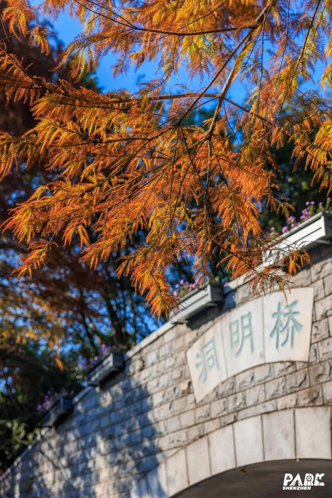 深圳冬日落羽杉地图上线！这7个公园美成油画