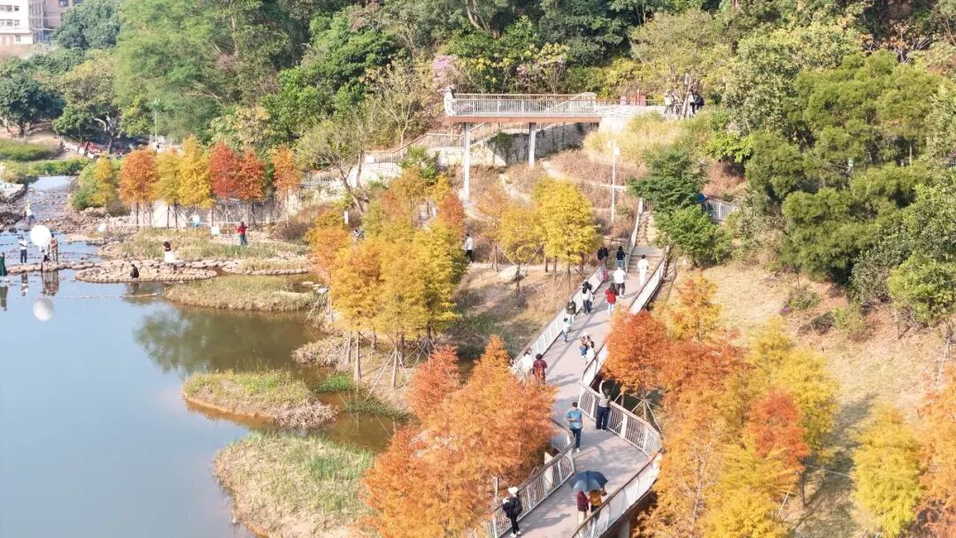 深圳冬日落羽杉地图上线！这7个公园美成油画