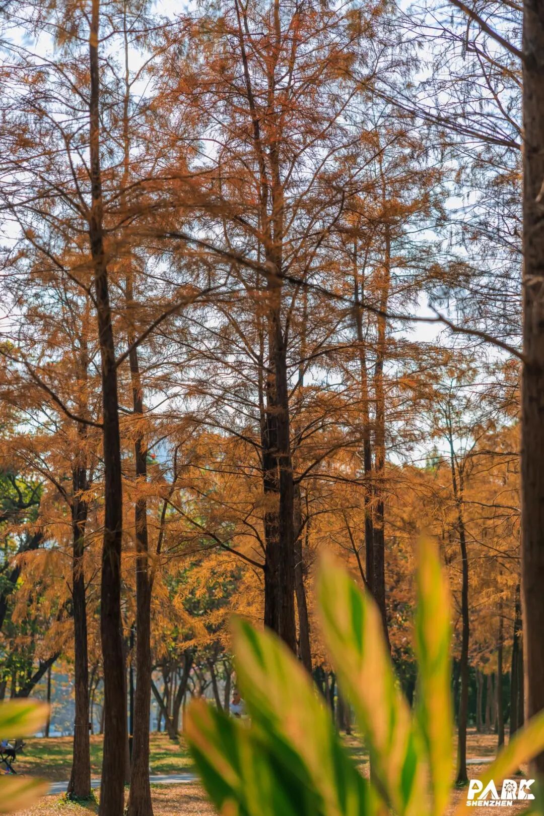 深圳冬日落羽杉地图上线！这7个公园美成油画
