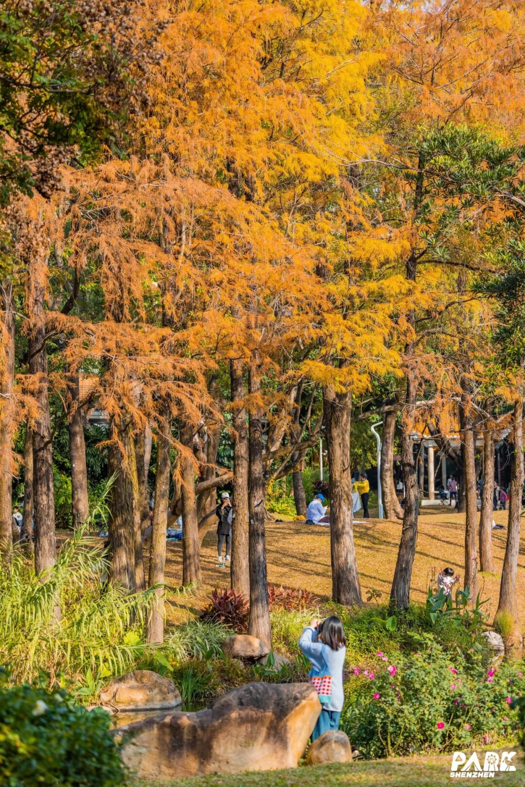 深圳冬日落羽杉地图上线！这7个公园美成油画