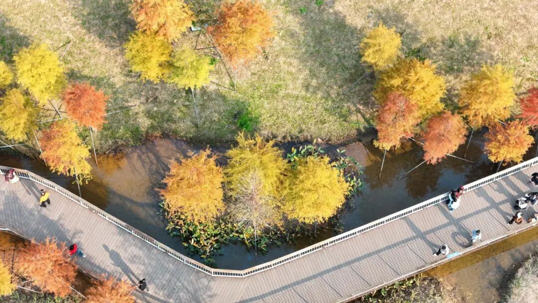 深圳冬日落羽杉地图上线！这7个公园美成油画