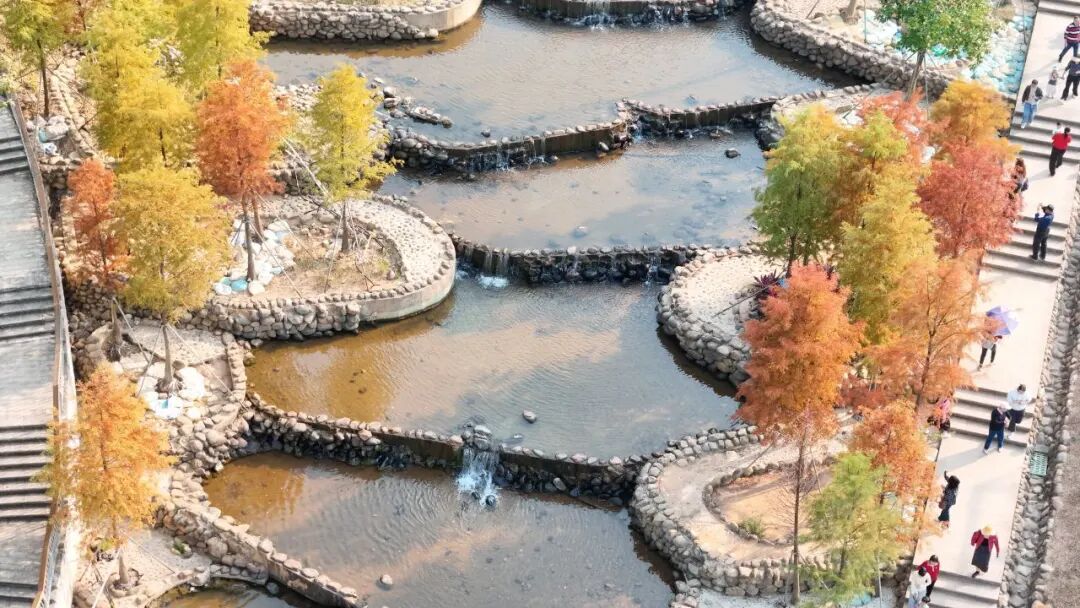 深圳冬日落羽杉地图上线！这7个公园美成油画