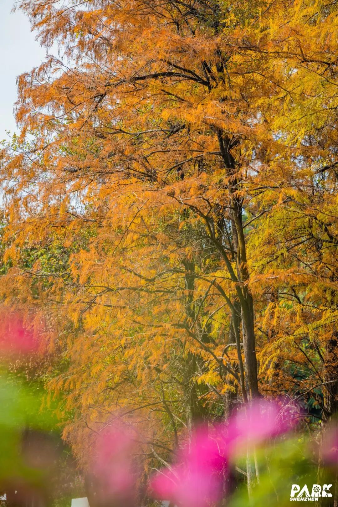 深圳冬日落羽杉地图上线！这7个公园美成油画