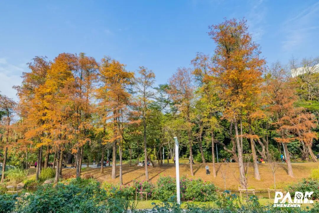深圳冬日落羽杉地图上线！这7个公园美成油画