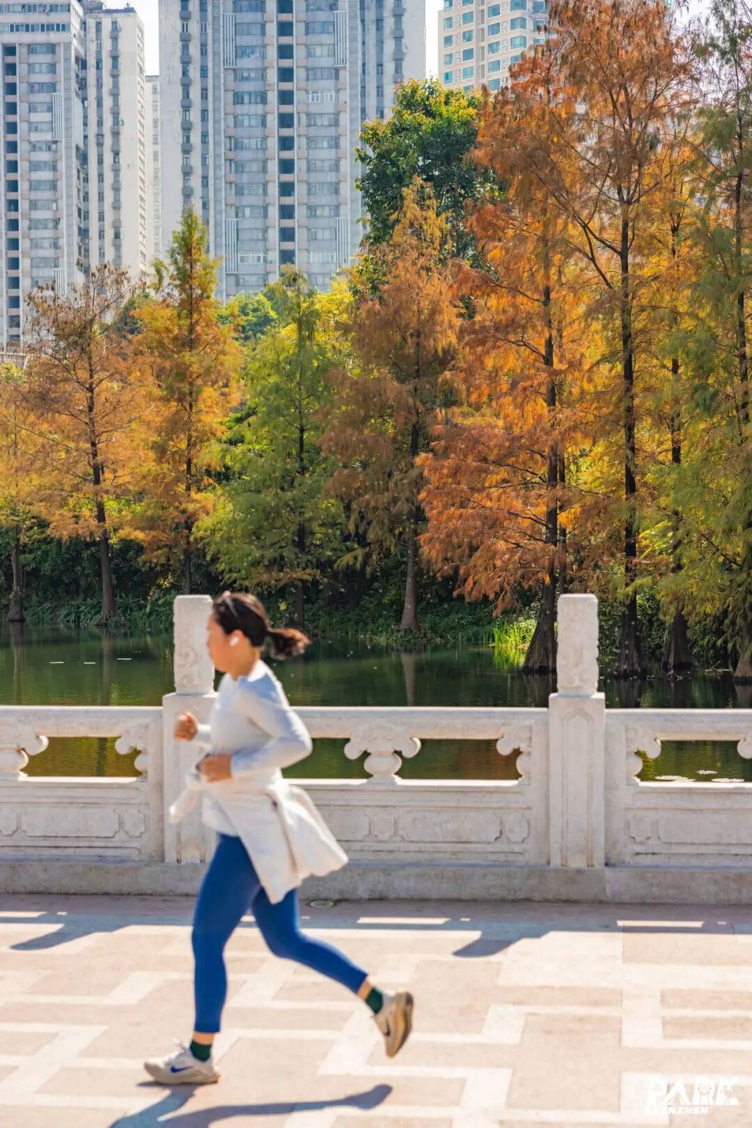 深圳冬日落羽杉地图上线！这7个公园美成油画