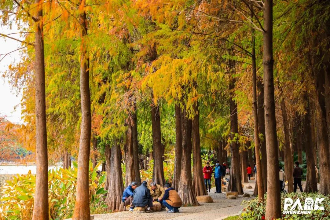 深圳冬日落羽杉地图上线！这7个公园美成油画