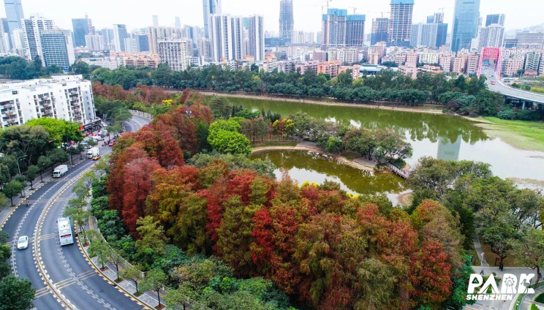 深圳冬日落羽杉地图上线！这7个公园美成油画