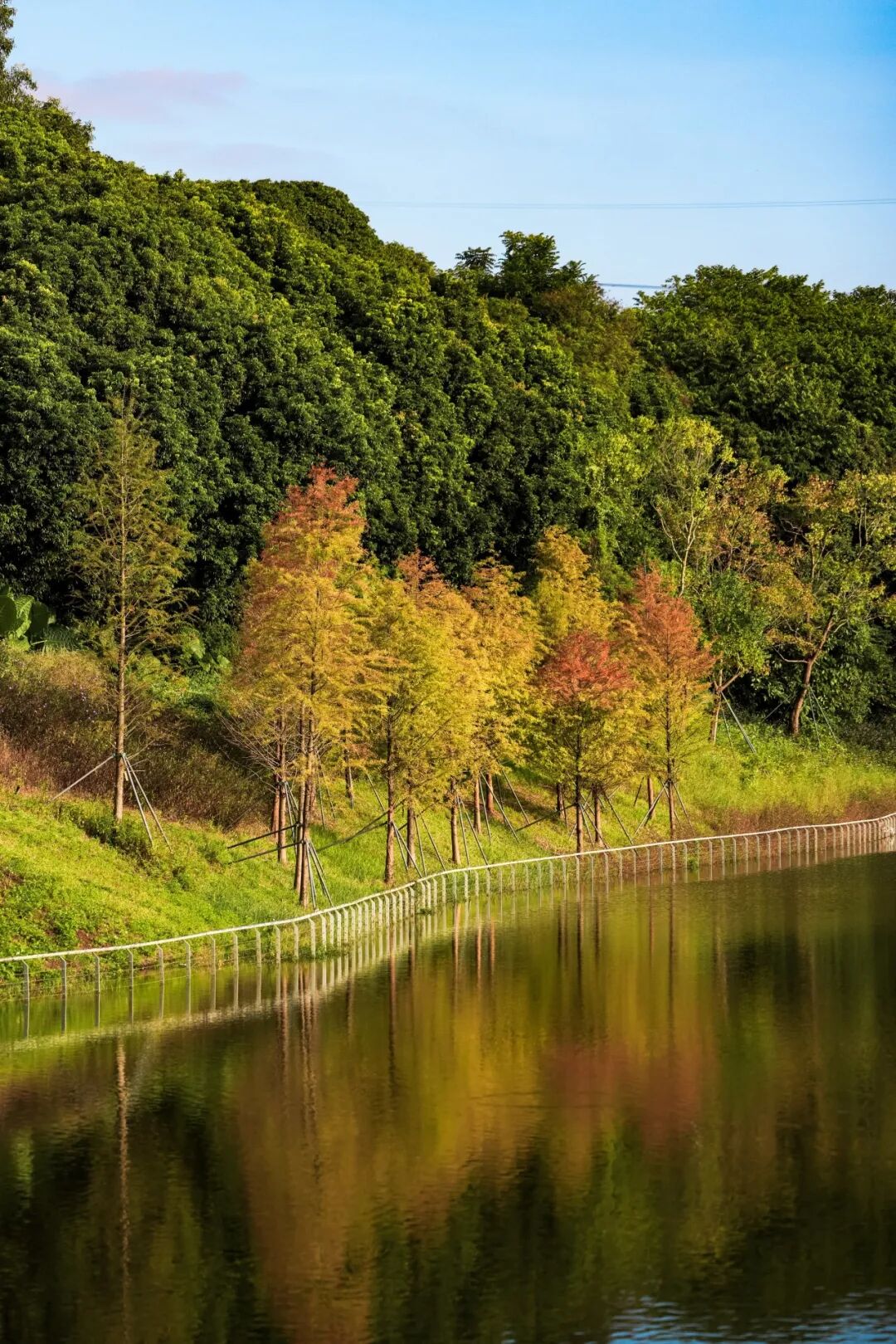 深圳冬日落羽杉地图上线！这7个公园美成油画