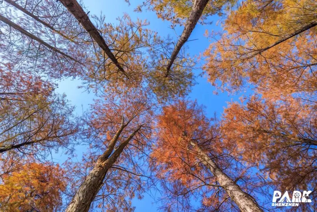 深圳冬日落羽杉地图上线！这7个公园美成油画
