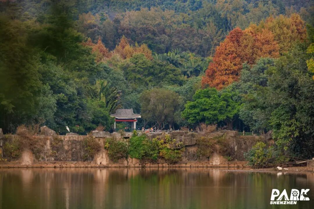 深圳冬日落羽杉地图上线！这7个公园美成油画