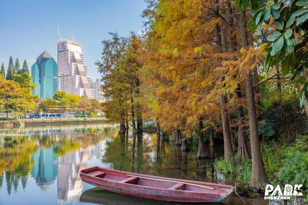 深圳冬日落羽杉地图上线！这7个公园美成油画