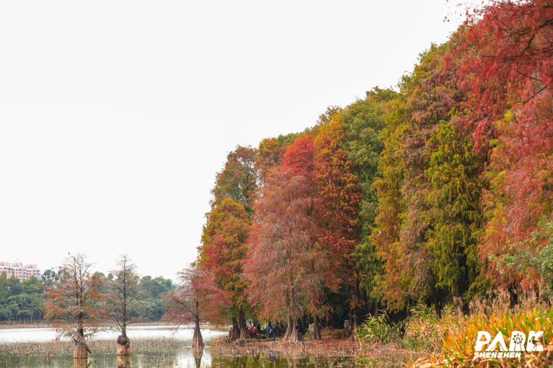 深圳冬日落羽杉地图上线！这7个公园美成油画