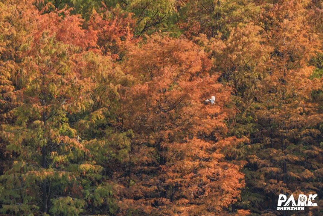 深圳冬日落羽杉地图上线！这7个公园美成油画