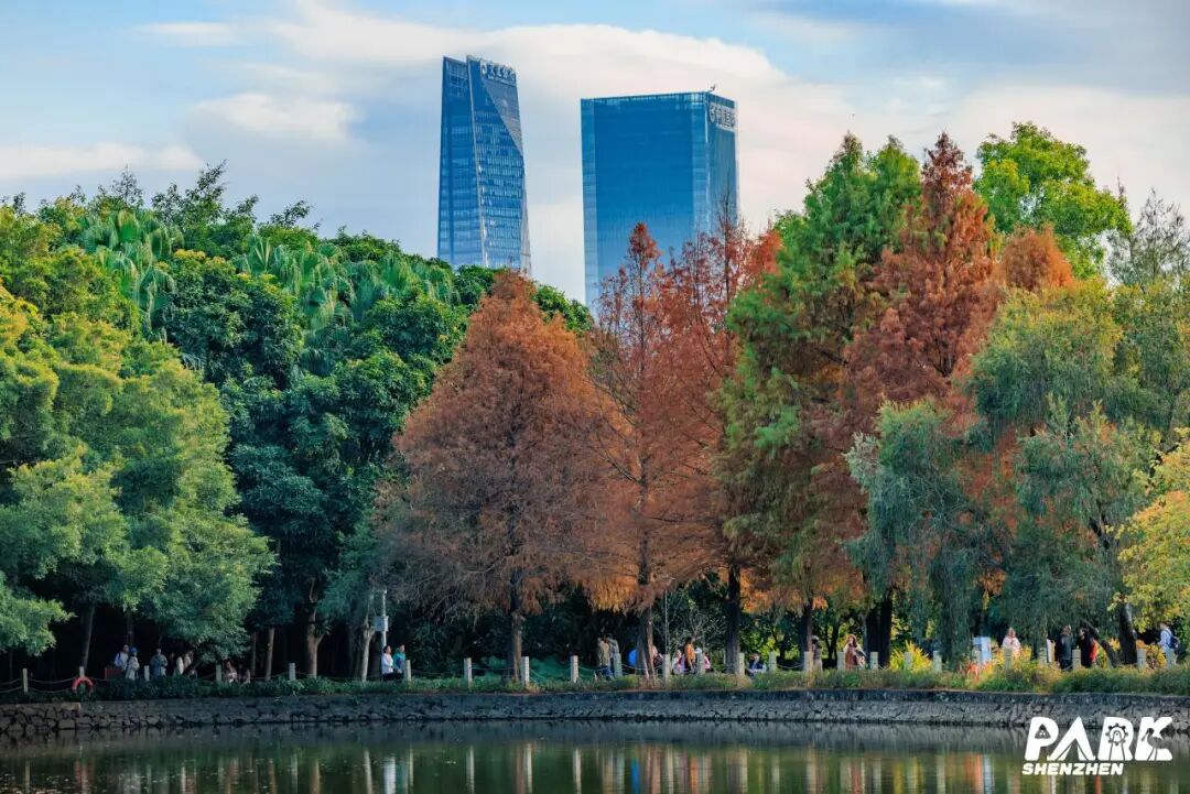 深圳冬日落羽杉地图上线！这7个公园美成油画