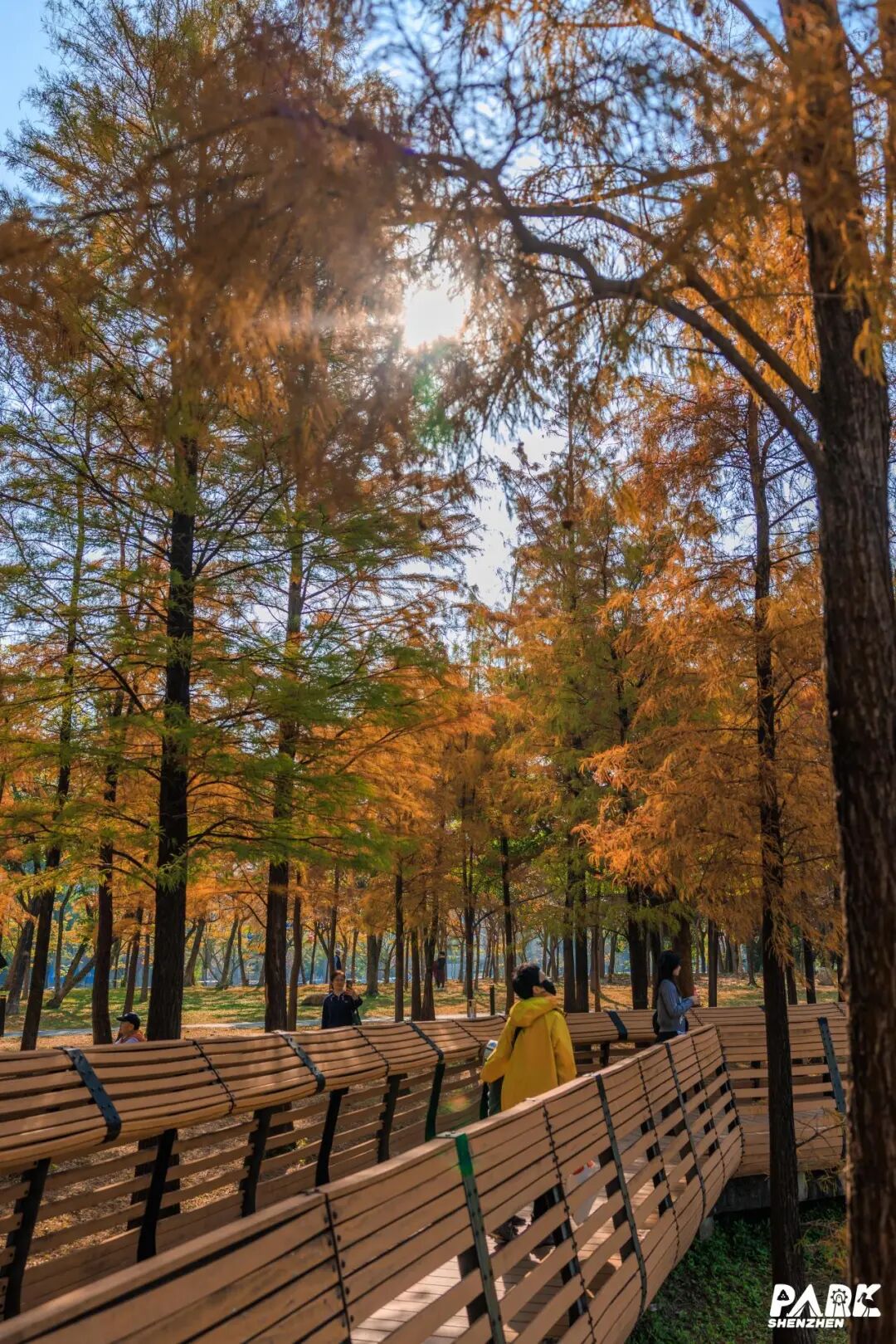 深圳冬日落羽杉地图上线！这7个公园美成油画