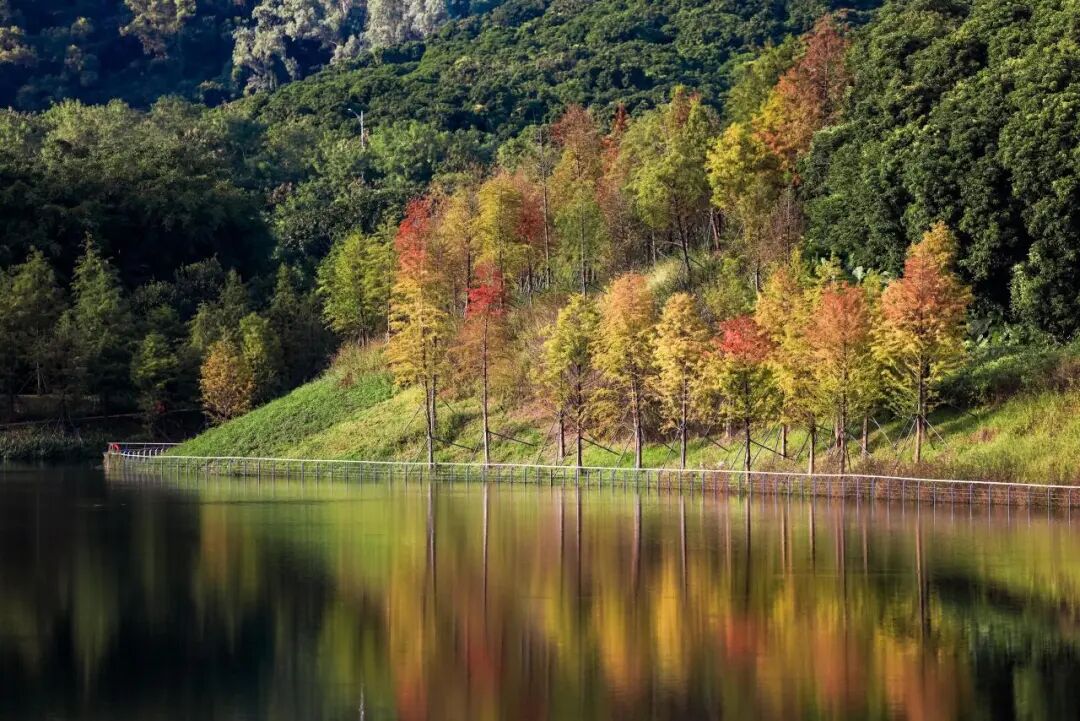 深圳冬日落羽杉地图上线！这7个公园美成油画