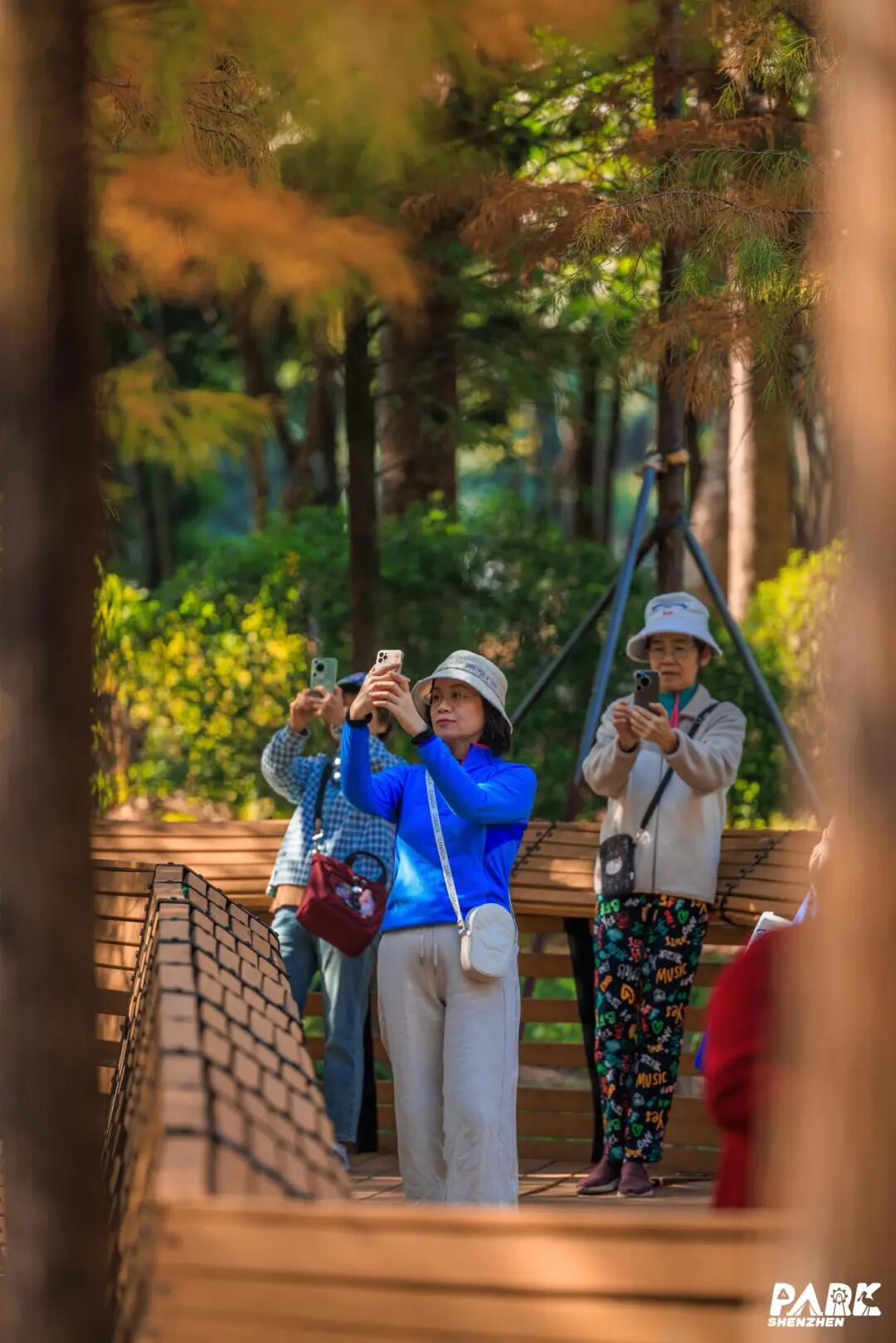 深圳冬日落羽杉地图上线！这7个公园美成油画