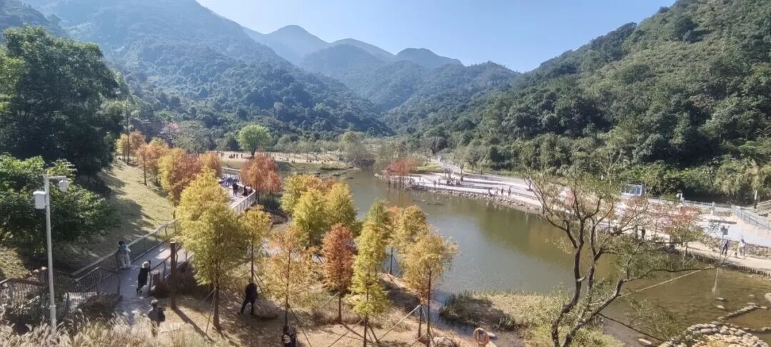 深圳冬日落羽杉地图上线！这7个公园美成油画