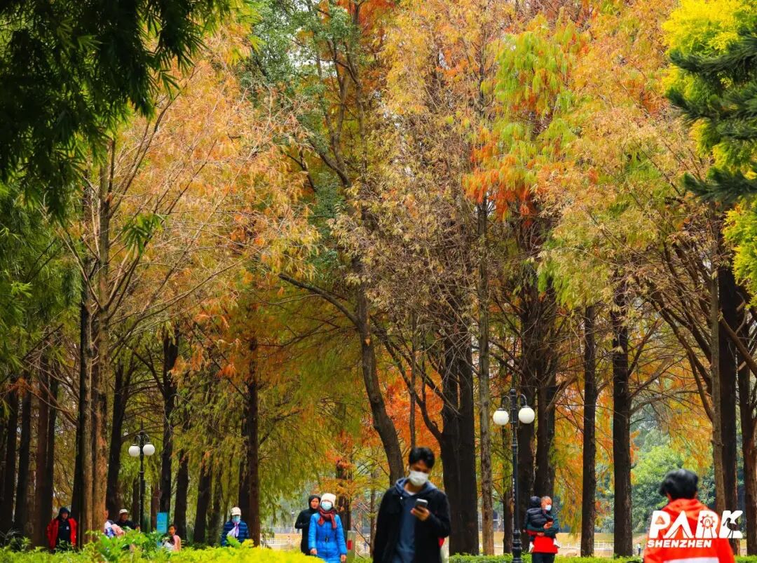 深圳冬日落羽杉地图上线！这7个公园美成油画