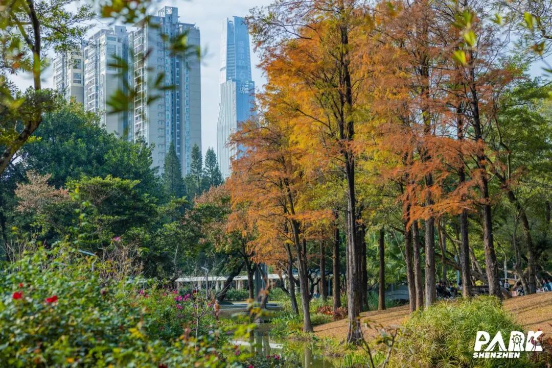 深圳冬日落羽杉地图上线！这7个公园美成油画