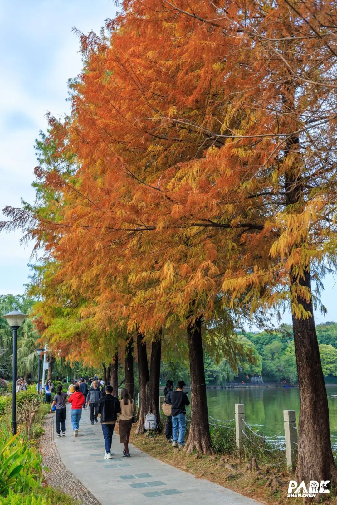 深圳冬日落羽杉地图上线！这7个公园美成油画