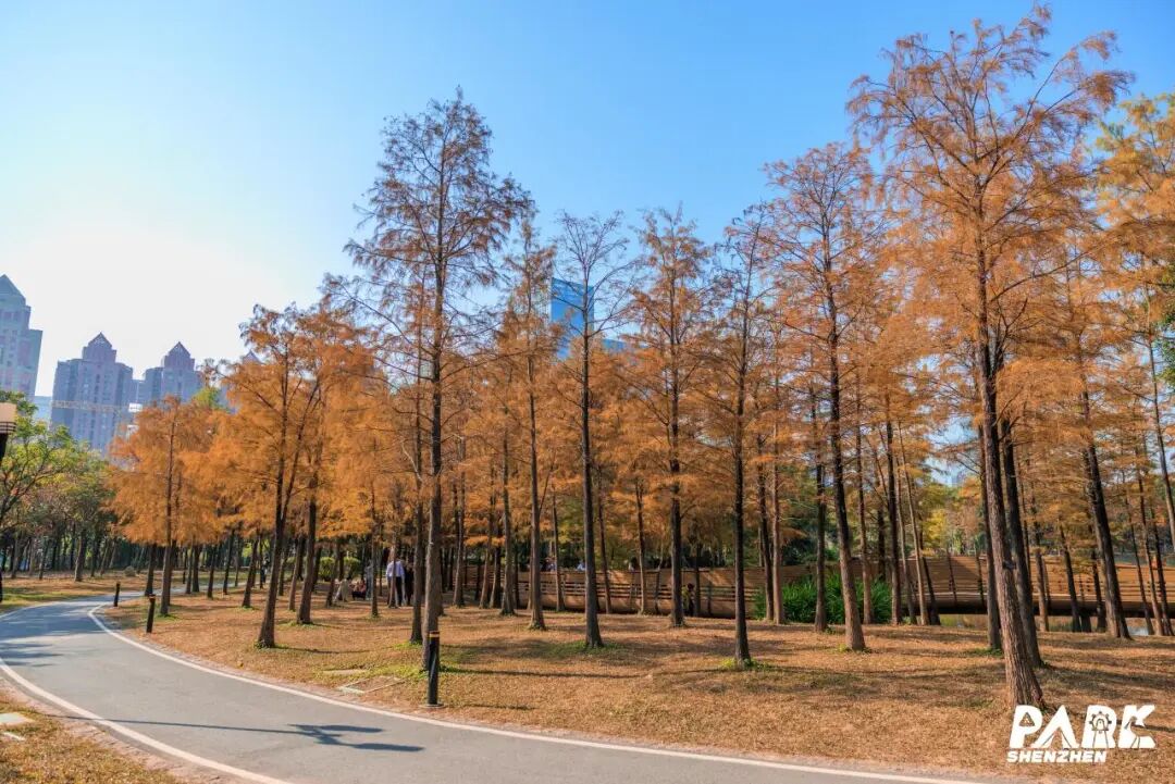 深圳冬日落羽杉地图上线！这7个公园美成油画