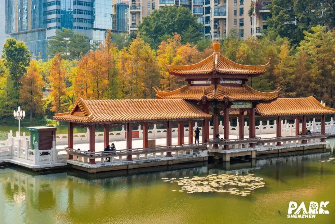 深圳冬日落羽杉地图上线！这7个公园美成油画