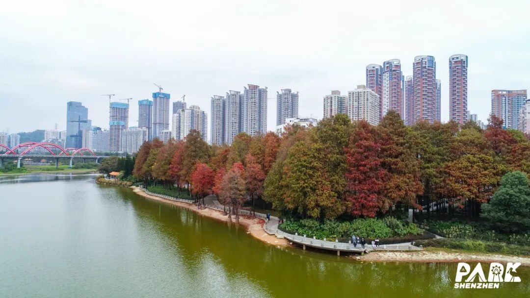 深圳冬日落羽杉地图上线！这7个公园美成油画