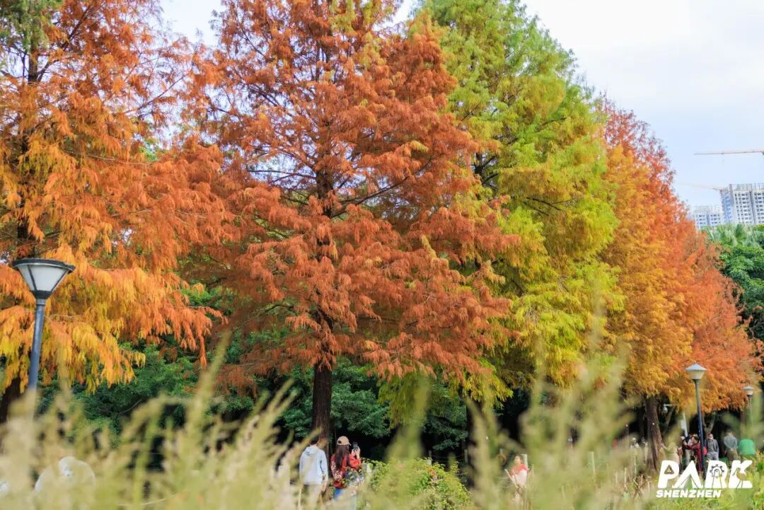 深圳冬日落羽杉地图上线！这7个公园美成油画