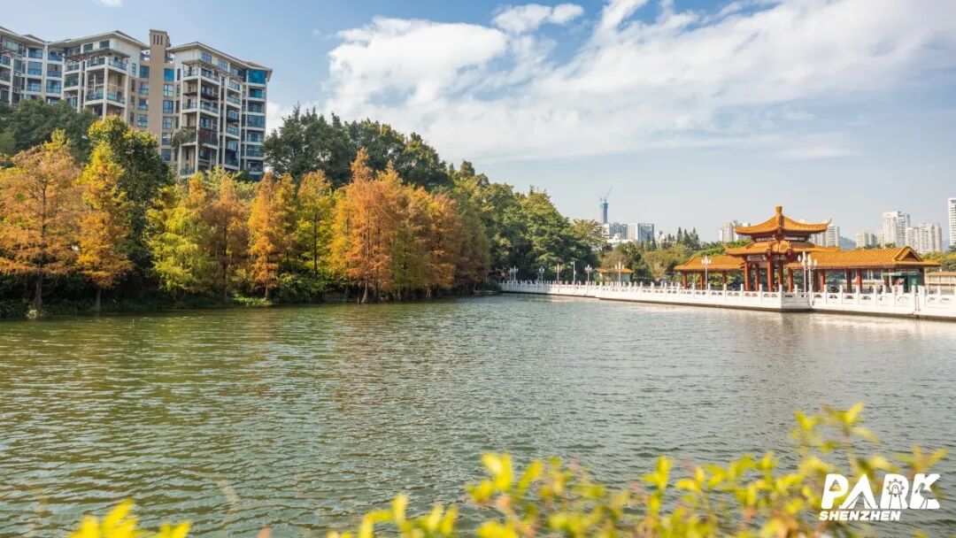 深圳冬日落羽杉地图上线！这7个公园美成油画