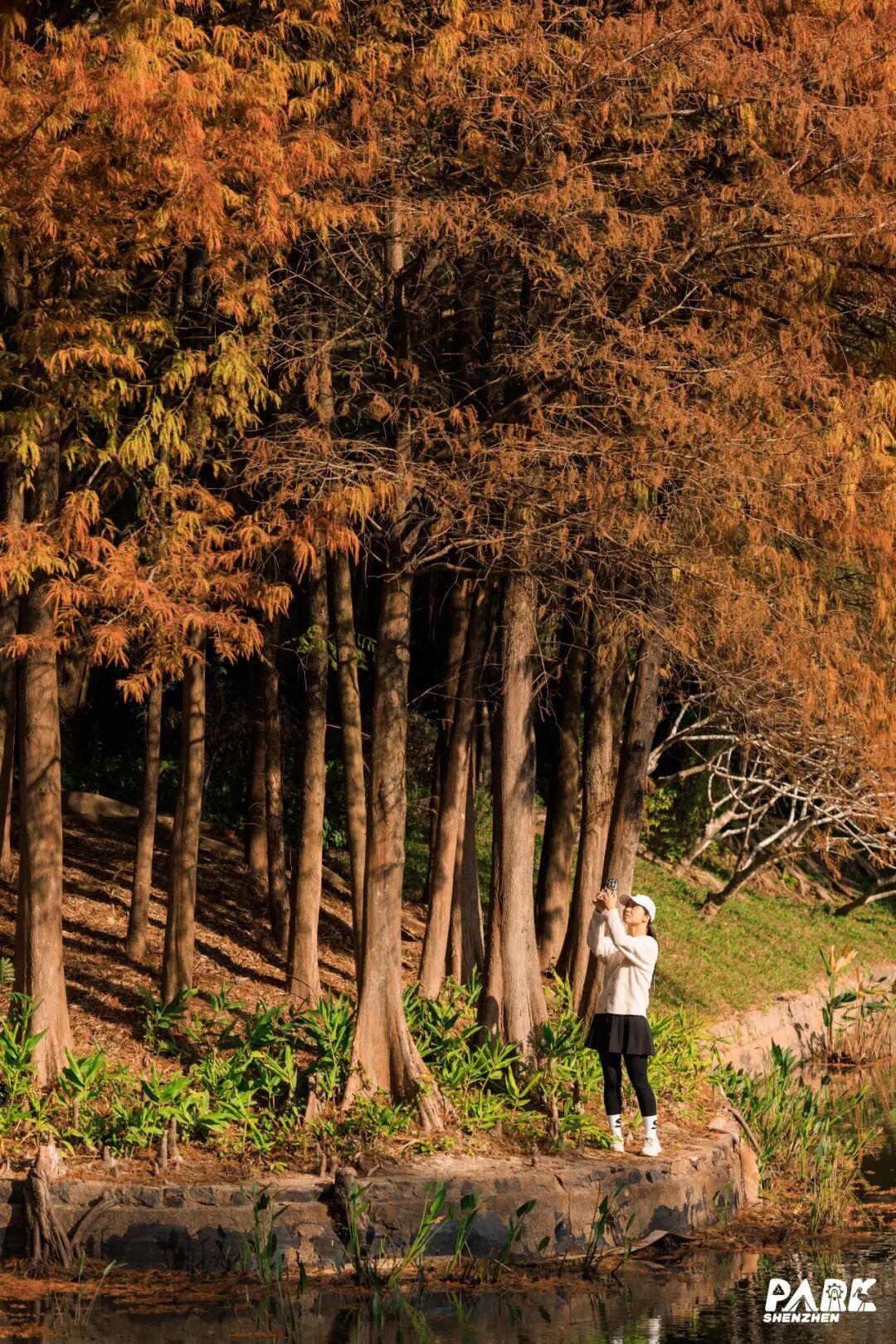 深圳冬日落羽杉地图上线！这7个公园美成油画