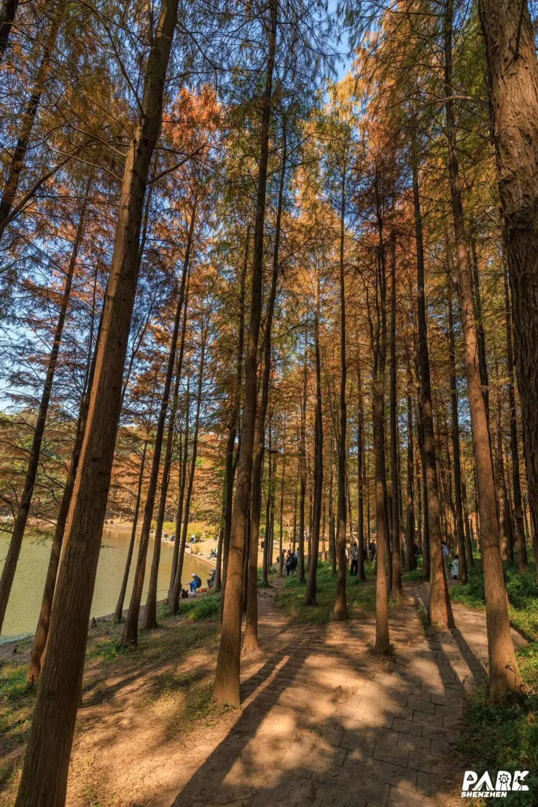 深圳冬日落羽杉地图上线！这7个公园美成油画