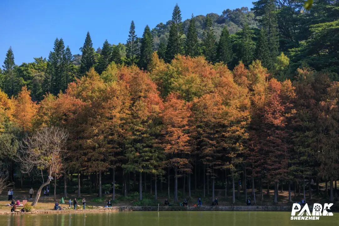 深圳冬日落羽杉地图上线！这7个公园美成油画