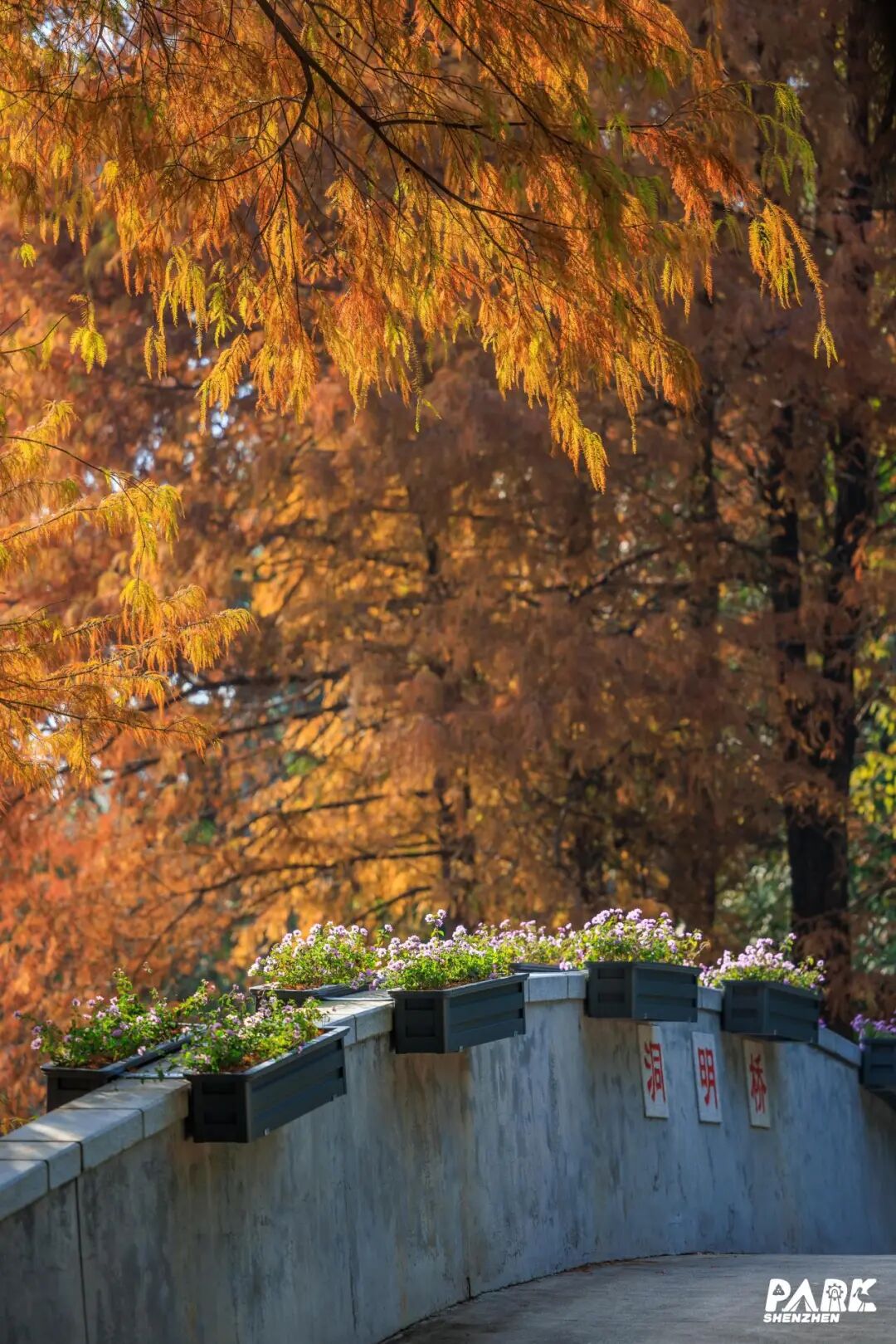 深圳冬日落羽杉地图上线！这7个公园美成油画