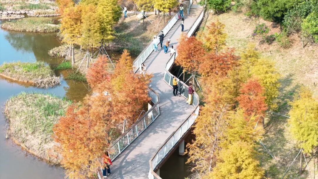 深圳冬日落羽杉地图上线！这7个公园美成油画