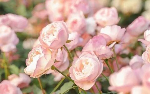 2000㎡花海！宝安给自己修了座「莫奈花园」