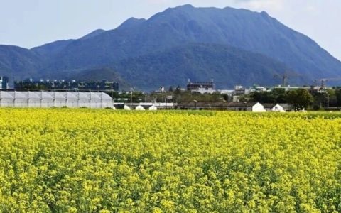 春日限定！油菜花海开啦
