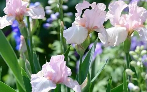 2026粤港澳大湾区花展来啦~~